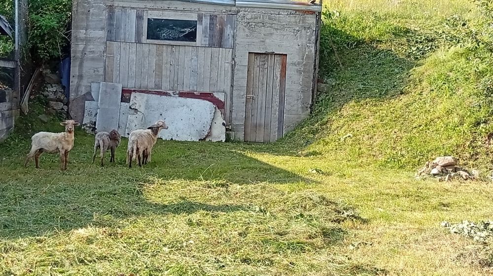 Miei , cârlani , oi