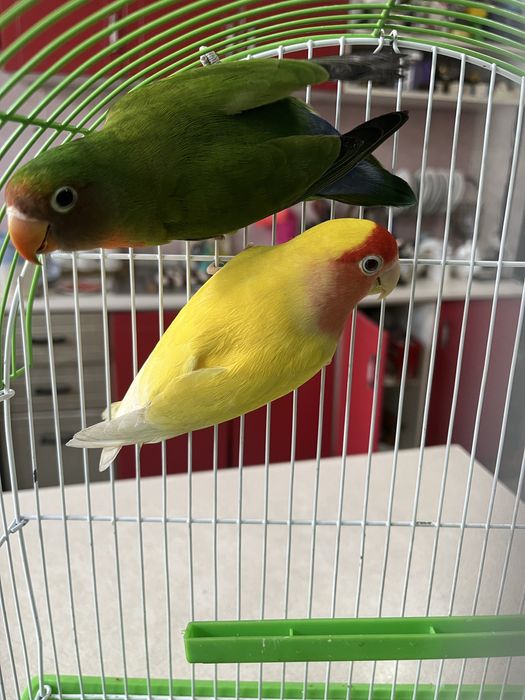 Папугай сотилади кафаси билан