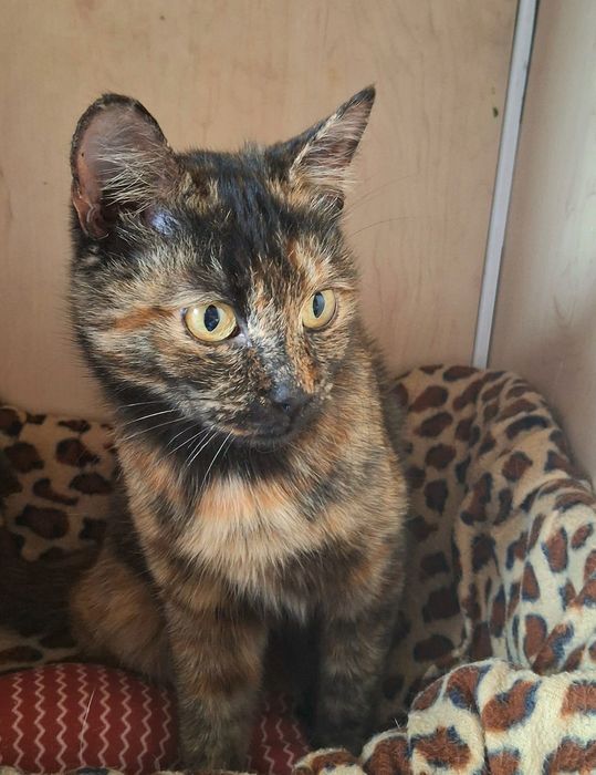 красивый котёнок