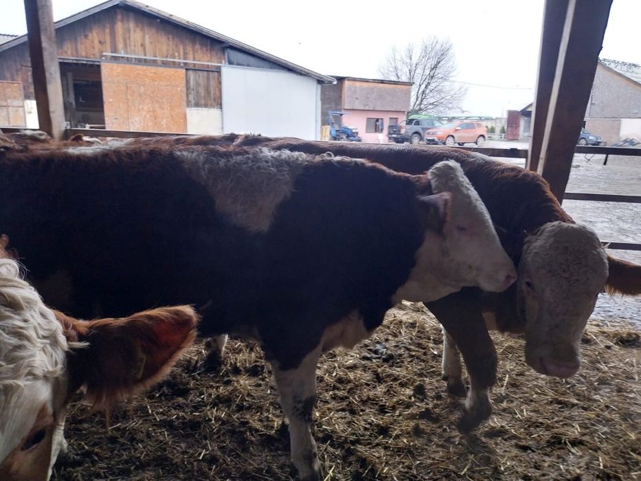 Tauri - rasa Bălțată Românească cu certificate de origine