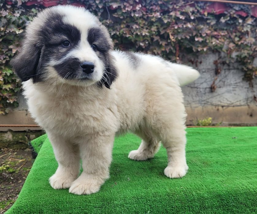 Ciobanesc de bucovina.