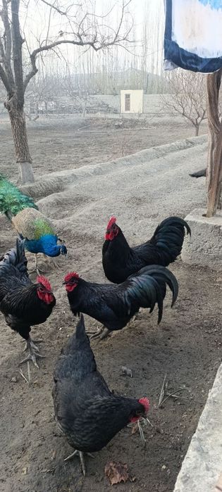 Qora tovuqlar soyiladi