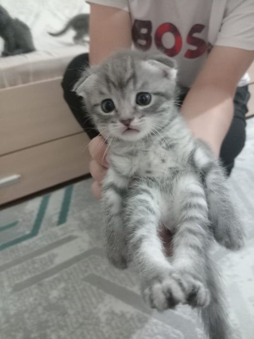 Шотлански кошки