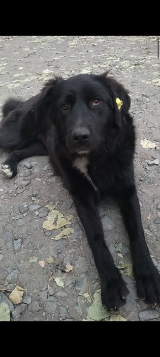 Идеальная собака