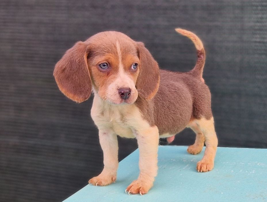 Beagle tricolor blue  baietel culoare deosebita