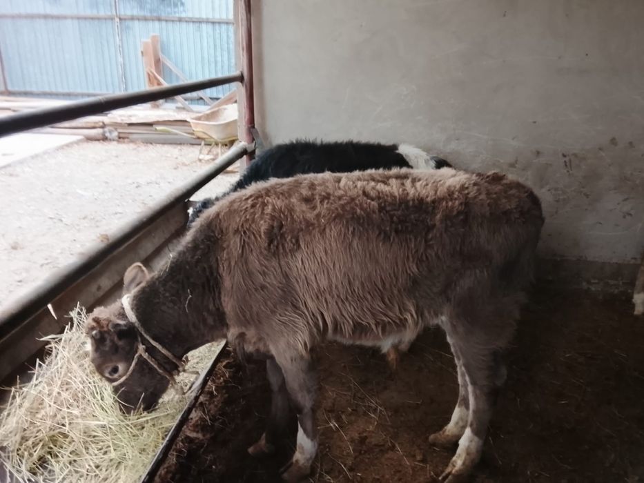 Продается бычки. 8 голов