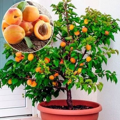 Pomi fructiferi pitici