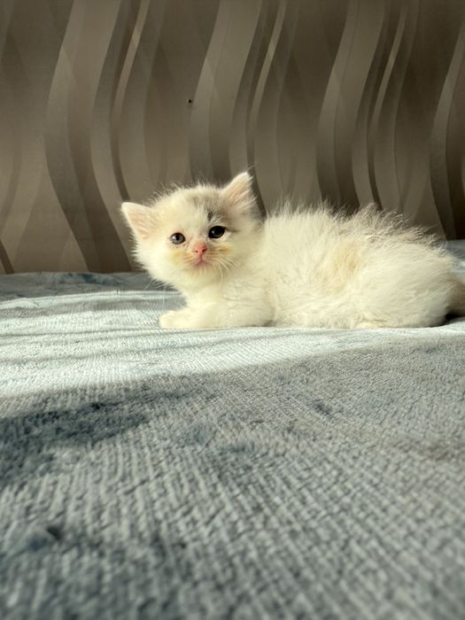Отдам котят, в добрые руки
