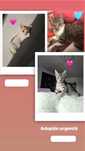 Ofer spre adoptie 3 pui de pisica