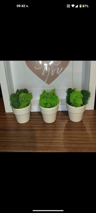 Бурканче,Кашпи със Скандинавски мъх