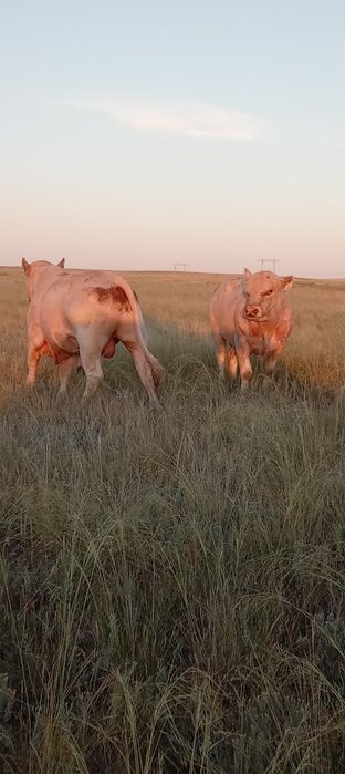 Аулиекол таза канды букалар сатылады