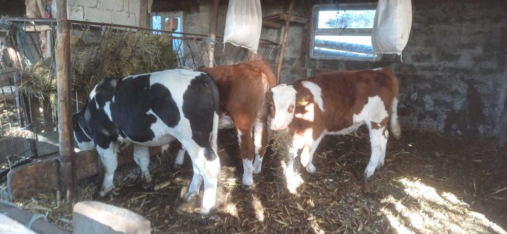 Vând vaci și viței