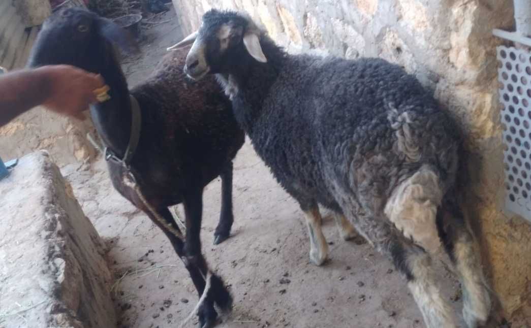 Zotli Arzon Ona bola Qoy sotiladi