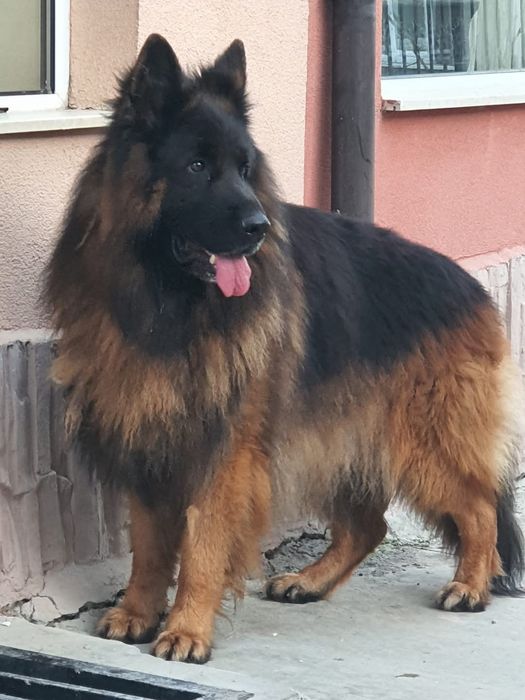 Свободни бебета чакат своите любящи стопани на 2,5м