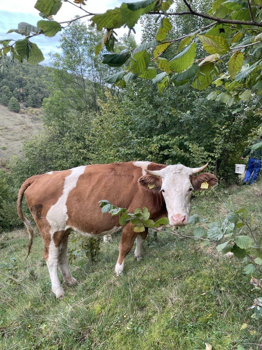 Vand 3 vaci Bălțate Romanesti, cu 2 vitele si un bou