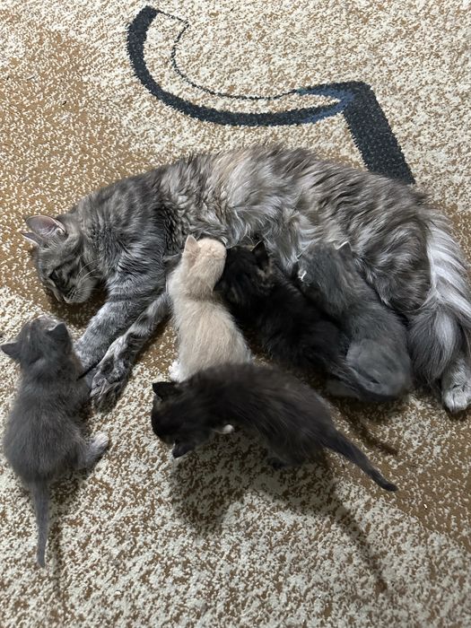 Котята сибирские