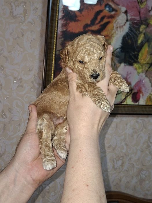 Карликовый пудель