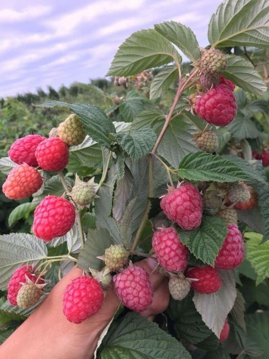 Vand zmeura poemat,sugana,himbo top,radiova,sokolica