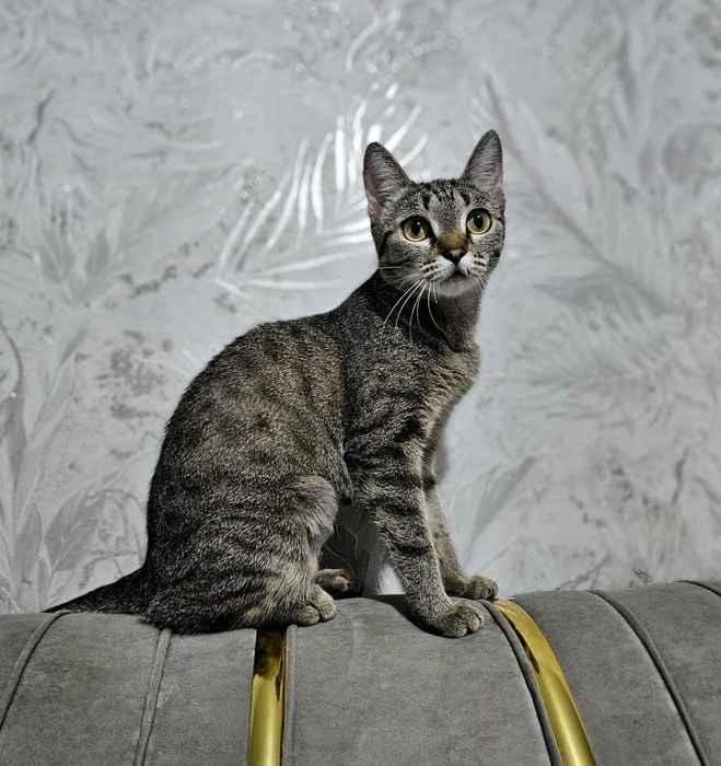 Отдам кошечку в добрые руки