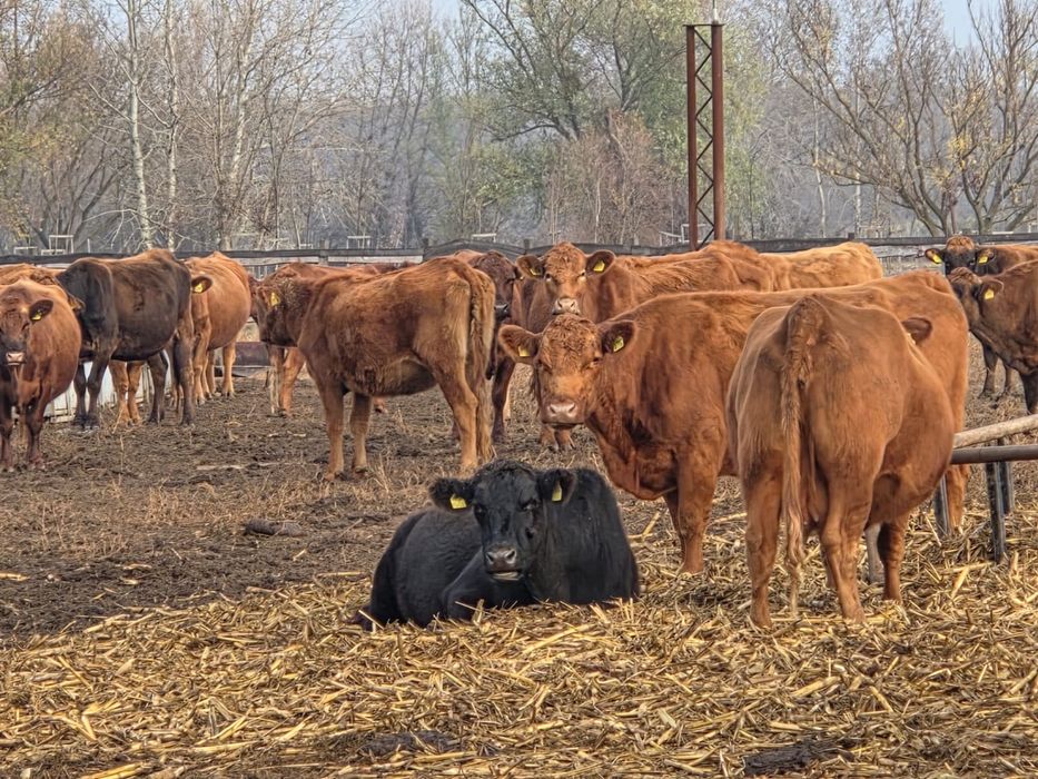 50 juninci Angus gestante