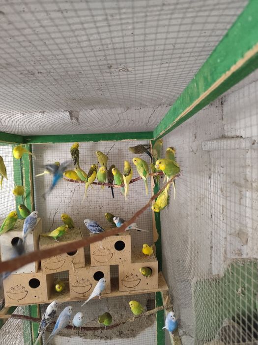 Papagali peruși, rozele , marele Alexander