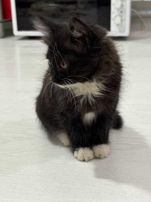 Продаются котята