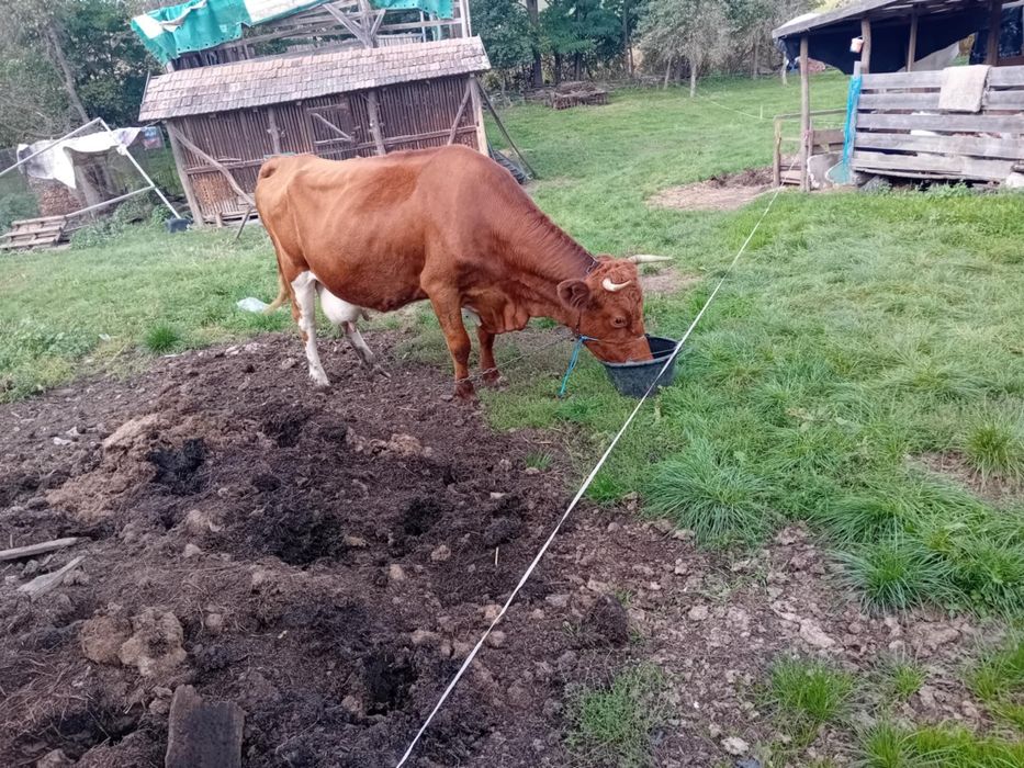 De vanzare vaca buna
