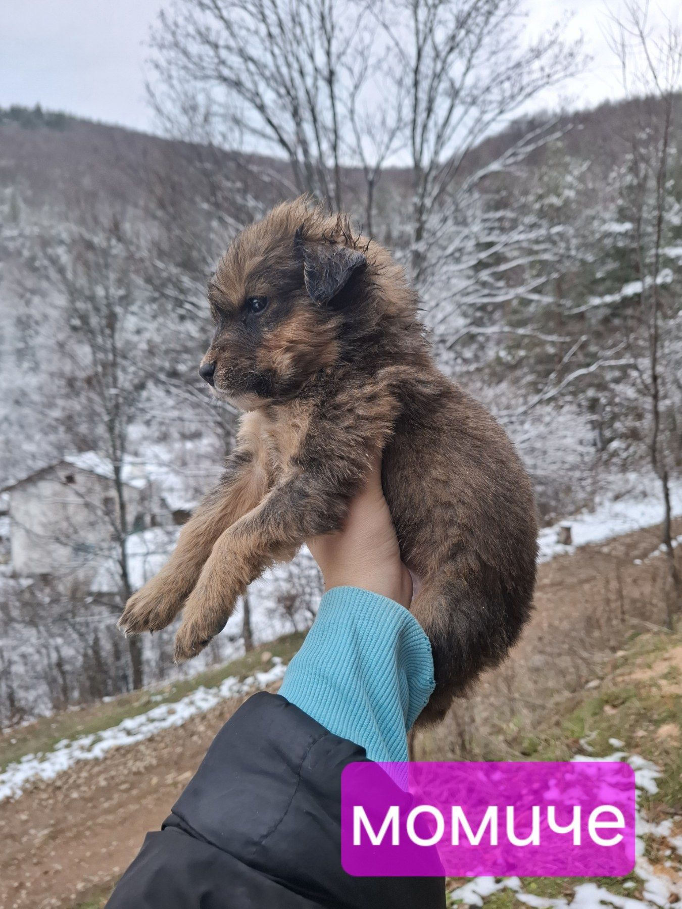 Подарявам кученца