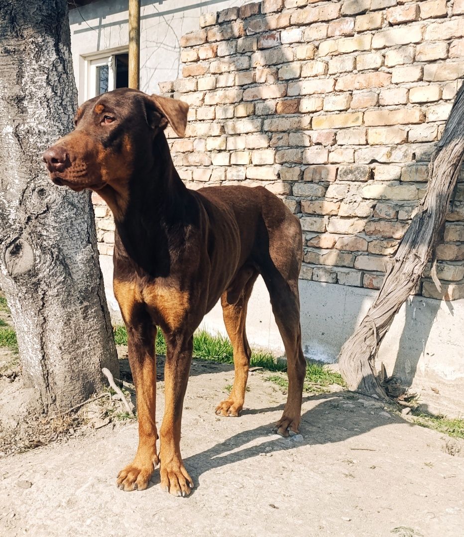 Вязка чистокровный доберман