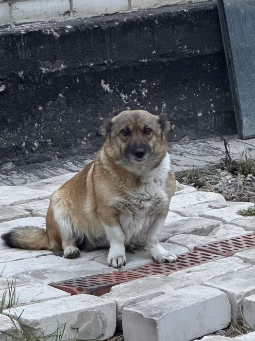 Продам щенка (могу отдать с матерью)