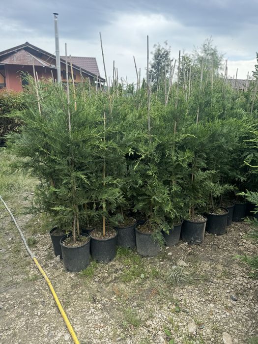 Vand leyladi chiparos verde