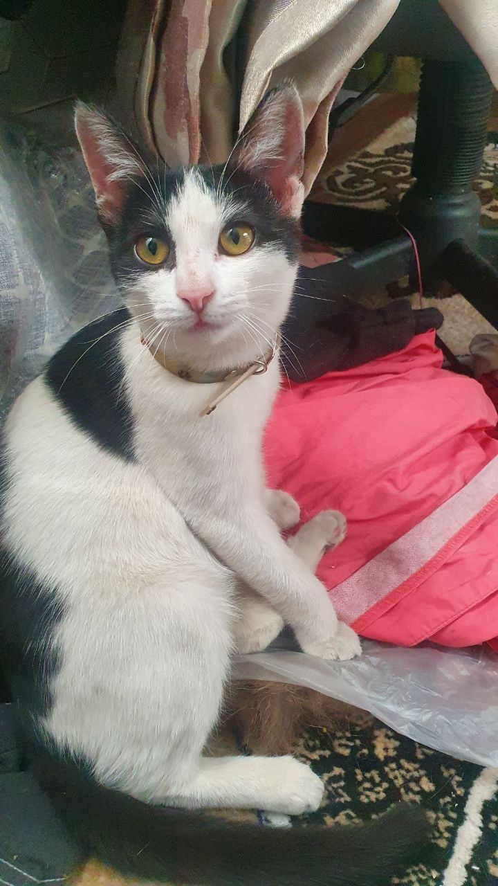 Котята в добрые руки )