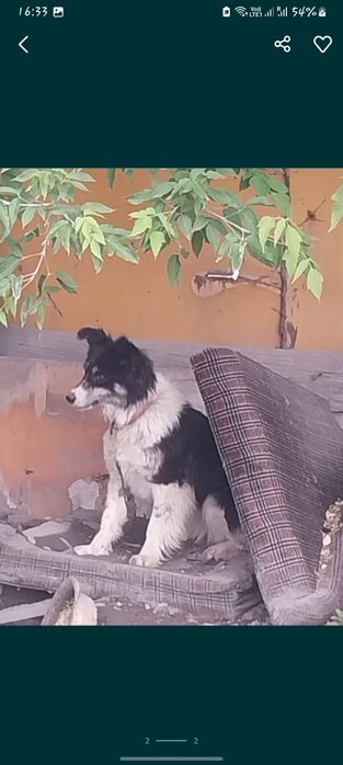 Отдам в хорошие руки