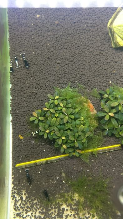 Bucephalandra , bucephalandre acvariu