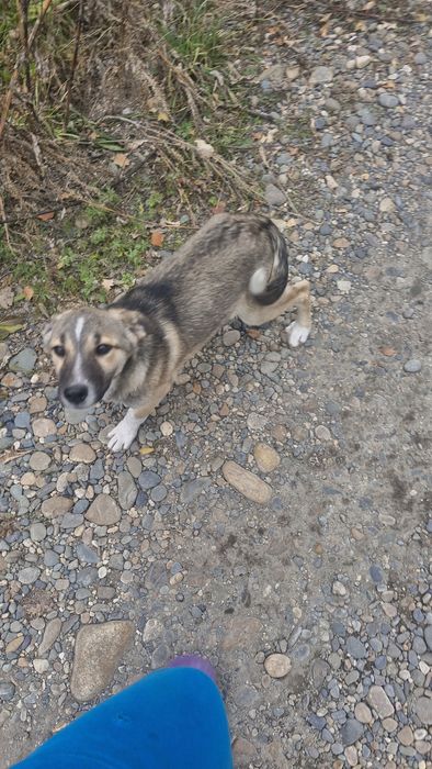 Щенки в добрые руки