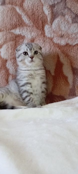 Продаётся котенок
