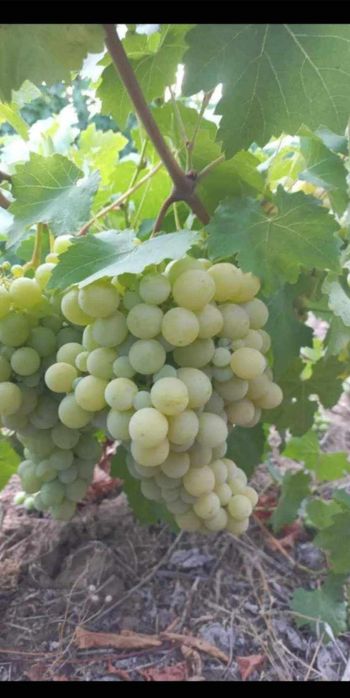 Butasi de vită de vie de anul 3