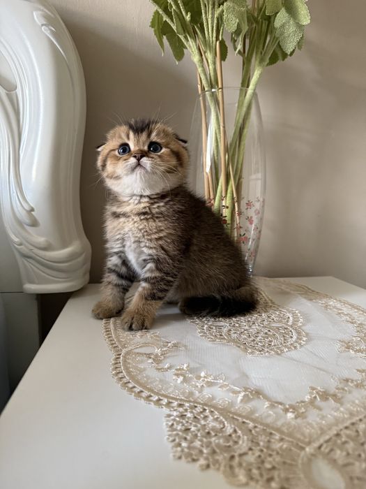 Scotish fold sogʻlom toza zotli.  Скотиш фолд здаровый чистокровный