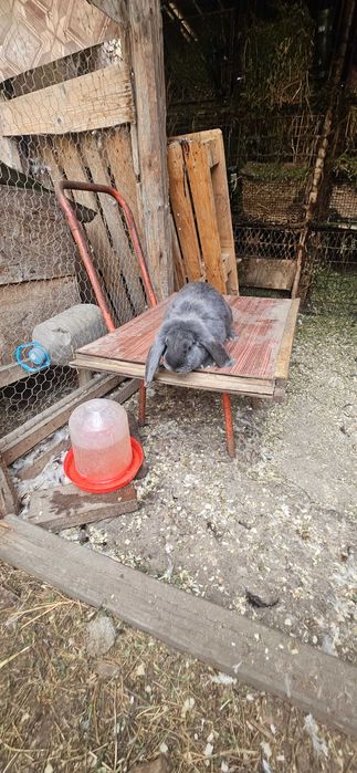 Disponibili 2 masculi berbec german