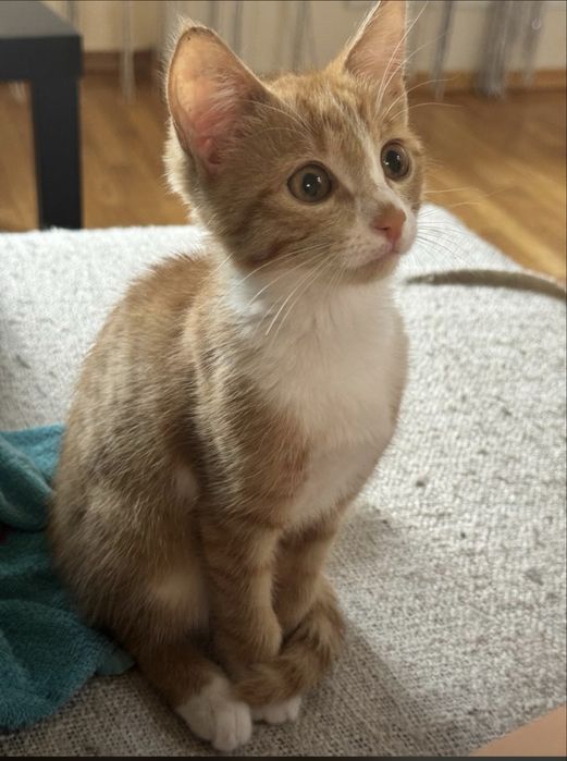 Котенок в добрые руки