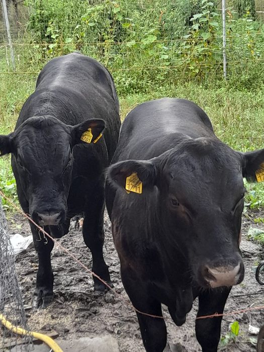 Vând 3 masculi de origine Aberdeen Angus