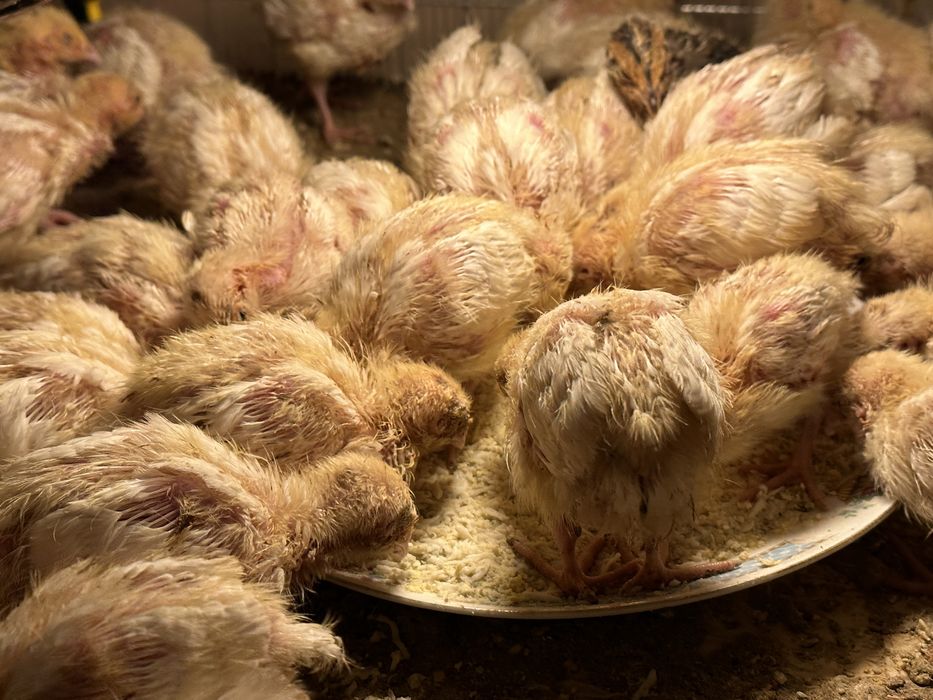 Prepelite Polar Gigant - 600 grame pui tineret si outoare