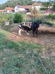 Vând vaca cu vițeaua și un tauras