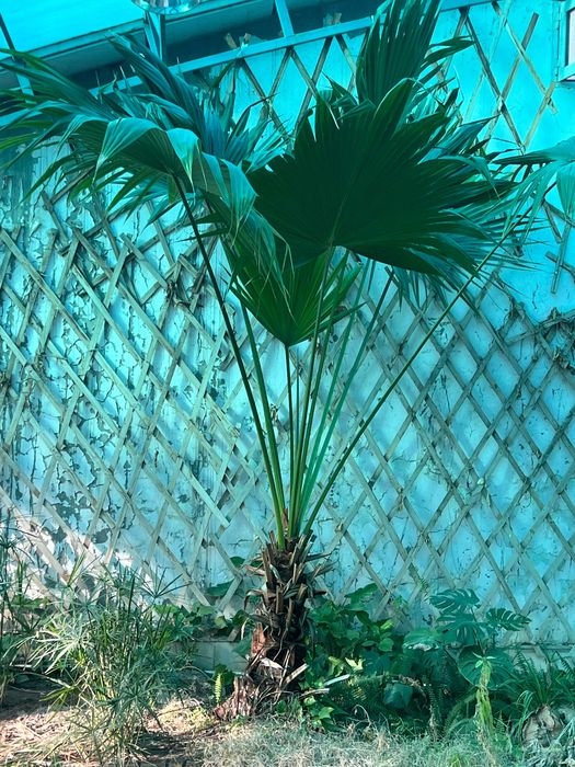 Живые Пальмы в Ташкенте