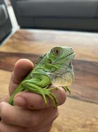 Iguana Verde de vanzare