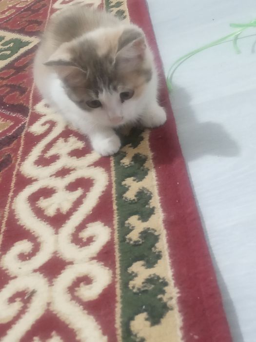 2 ayliq Pishiq balasi jaqsi qollarga beriledi ( esheyin)