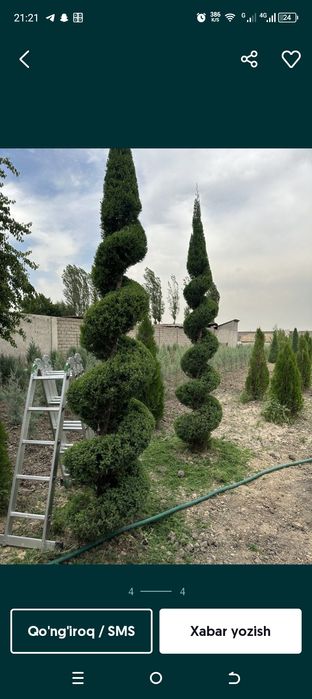 Archa stirichka qilish dorilash