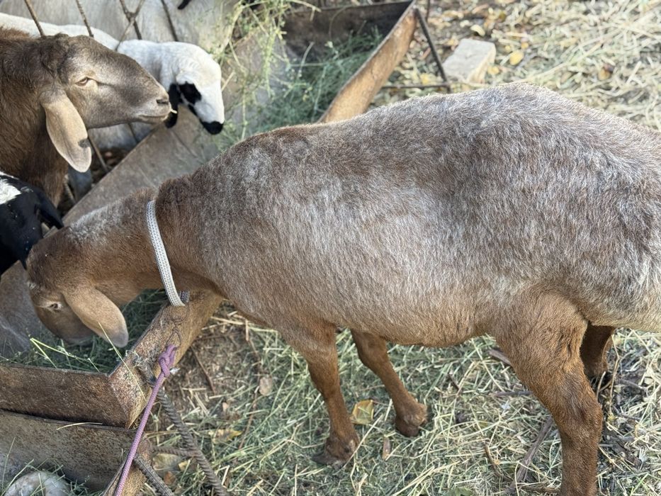 Sog’lom semiz qo’y sotiladi qo’chqor ichida yuribti bug’oz bulishi mn