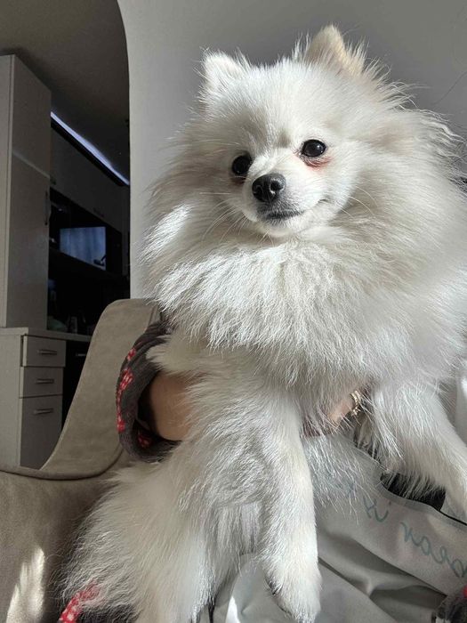 Продавам померан