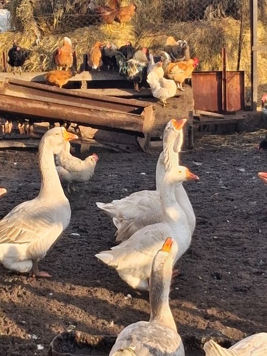 Продам гусей на племя